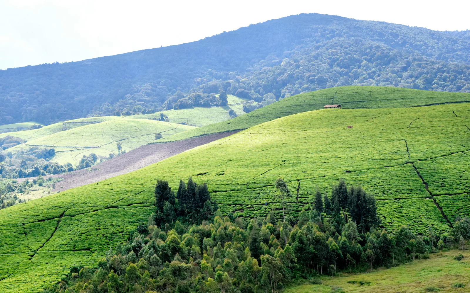 View of Tea plantations in Teza, Muramvya, Burundi
