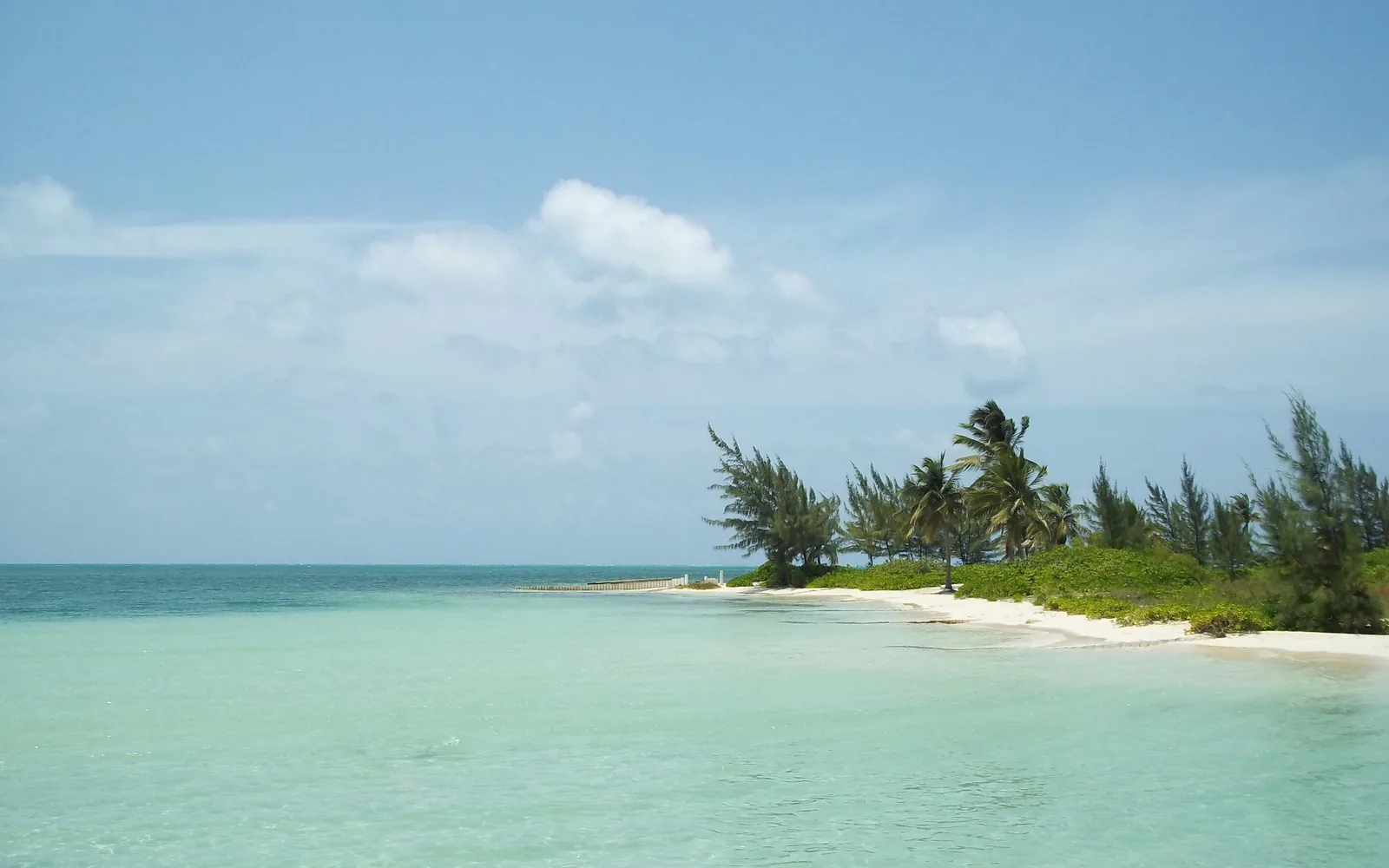 unique beach on Grand Cayman Island in the Caribbean with trees blowing in the wind