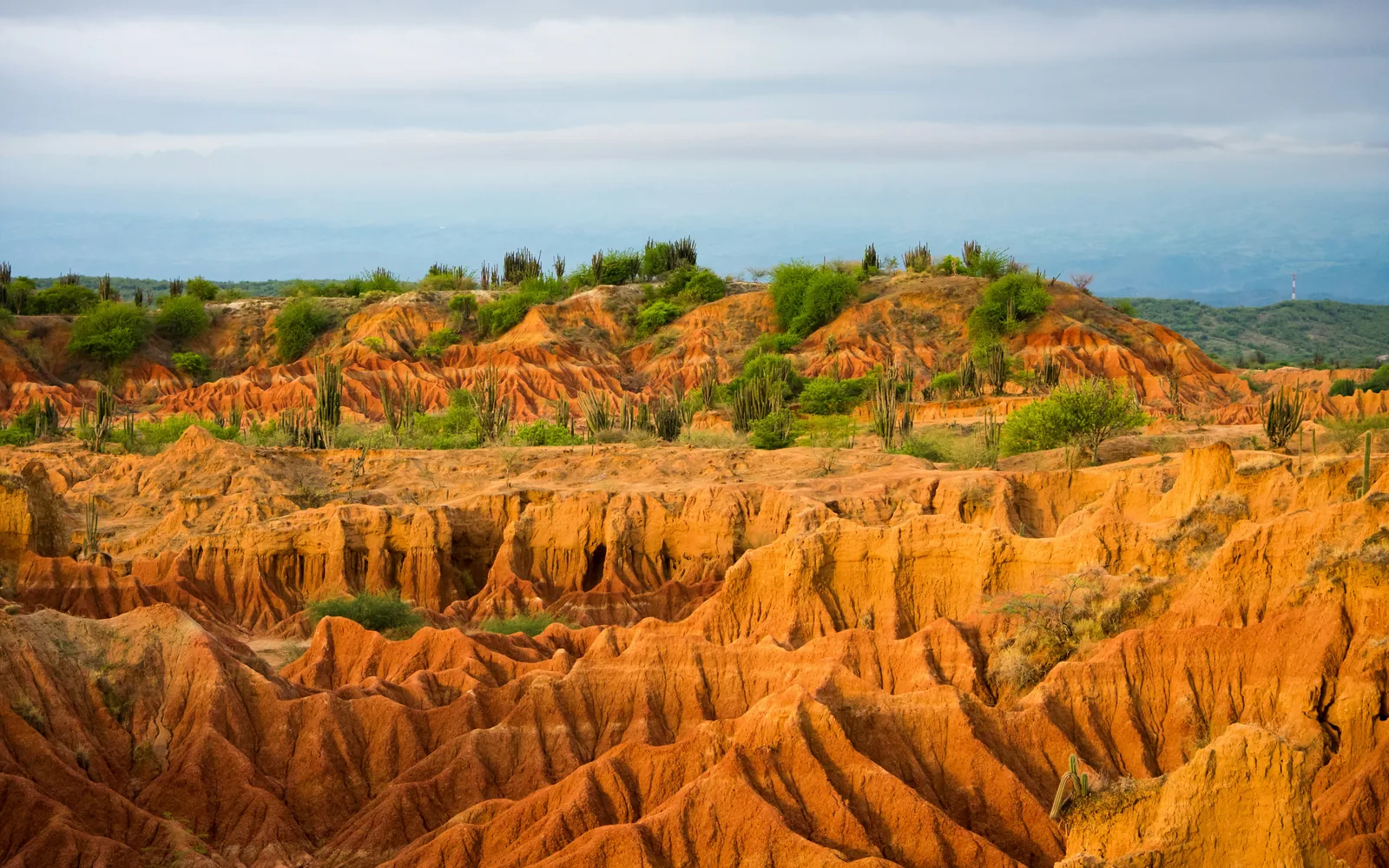 a rocky landscape with trees