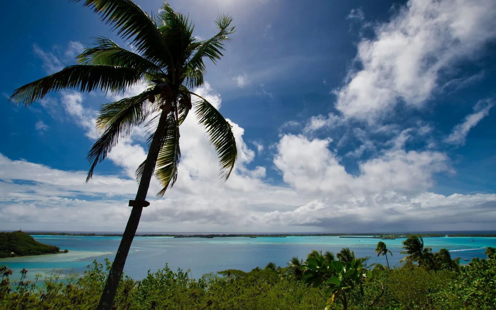 green palm tree near sea under blue sky and white clouds during daytime