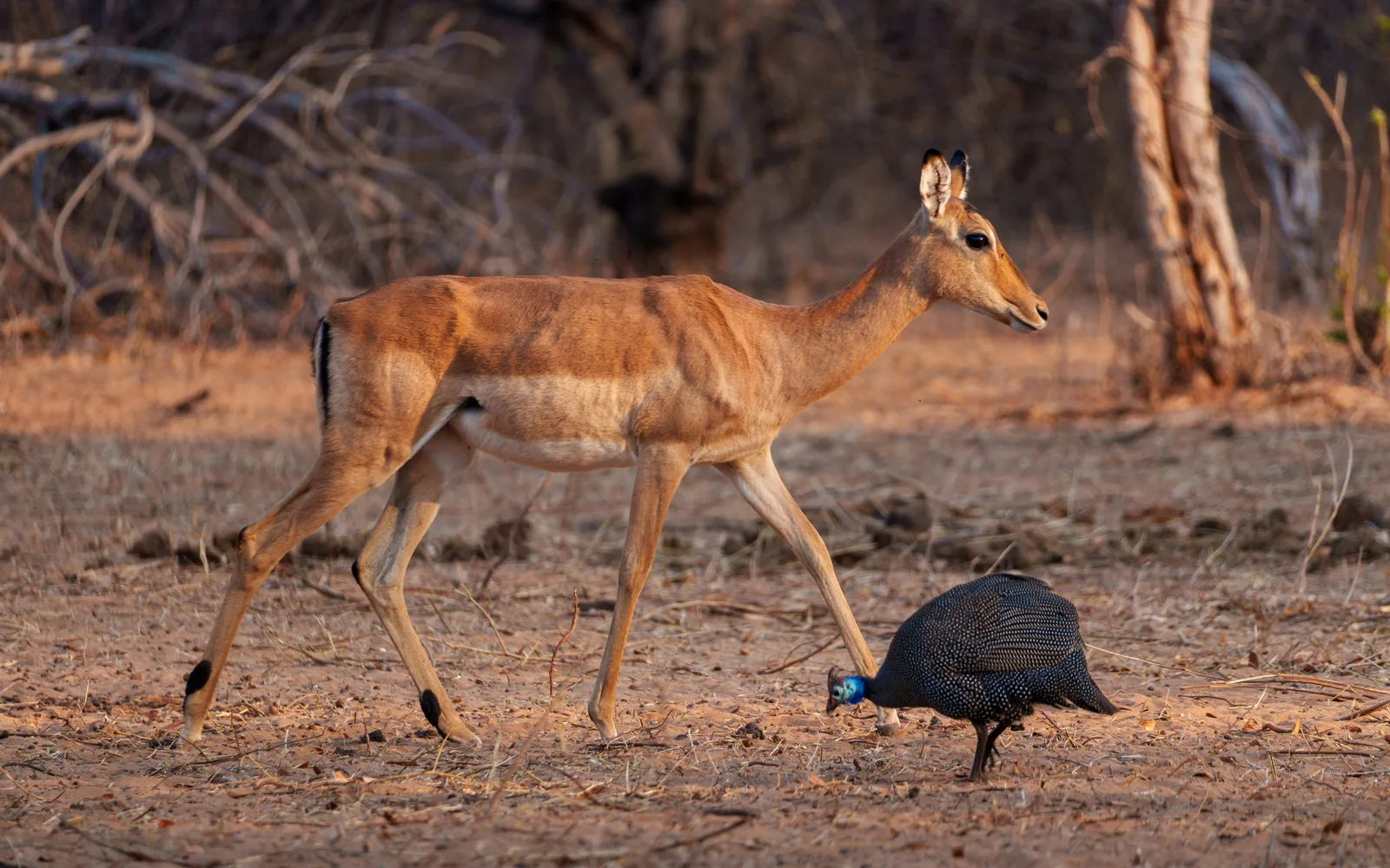 A deer walking past a helmeted guineafowl.