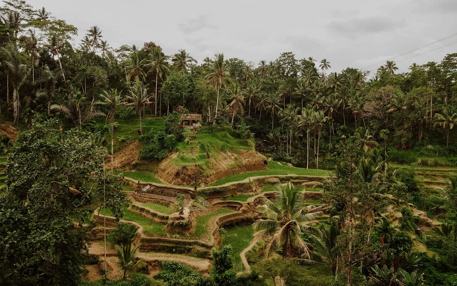 a lush green forest filled with lots of trees