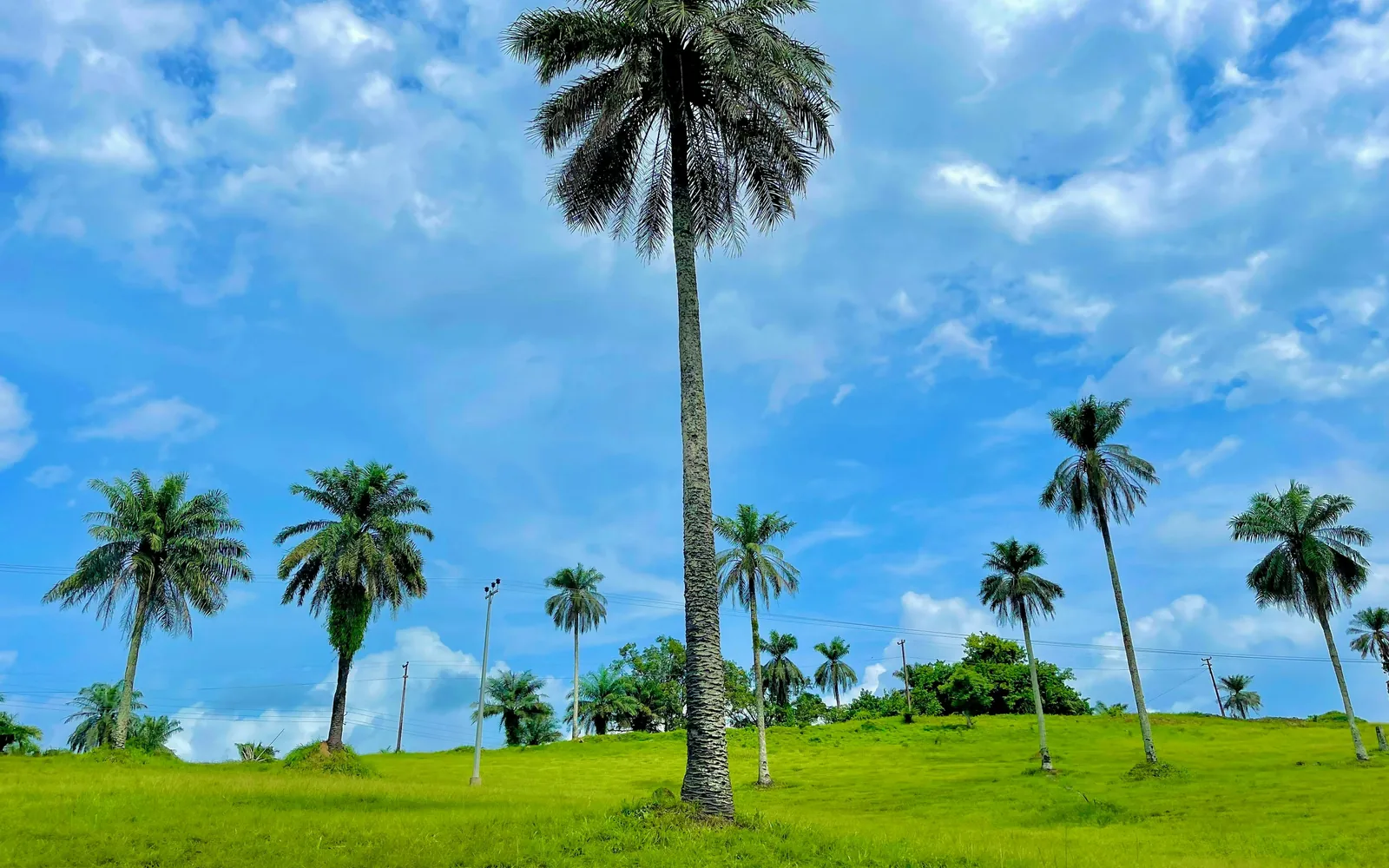 A wide-open field dotted with tall palm trees, standing proudly against a backdrop of bright blue skies. The lush greenery and the tall palm trees create a scenic and tropical landscape, capturing the essence of nature's beauty in Liberia