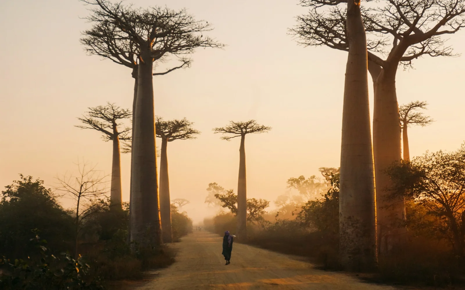 Avenue of the Baobabs at sunrise, Morondava, Madagascar