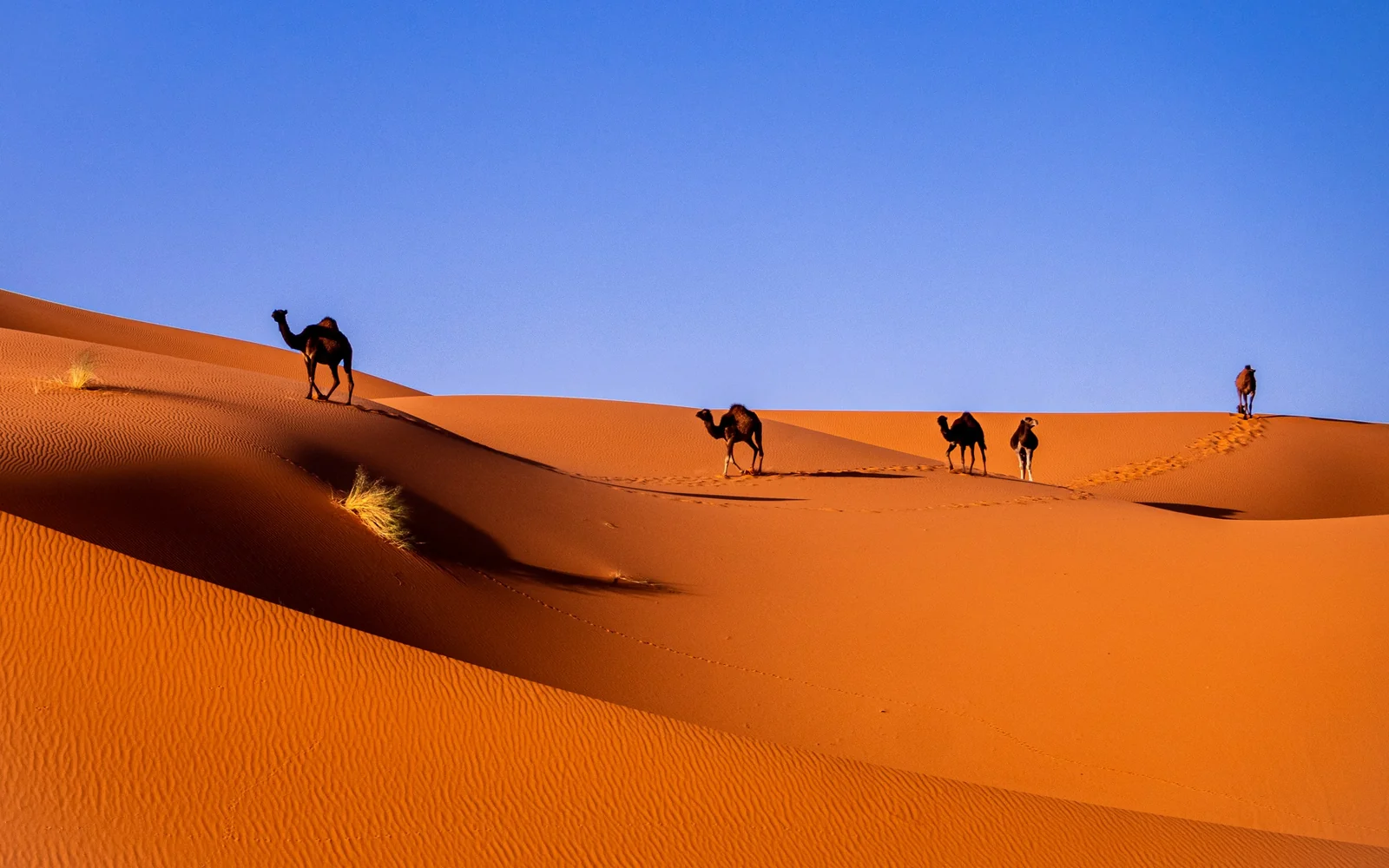 Camels in the Sahara desert, Morocco