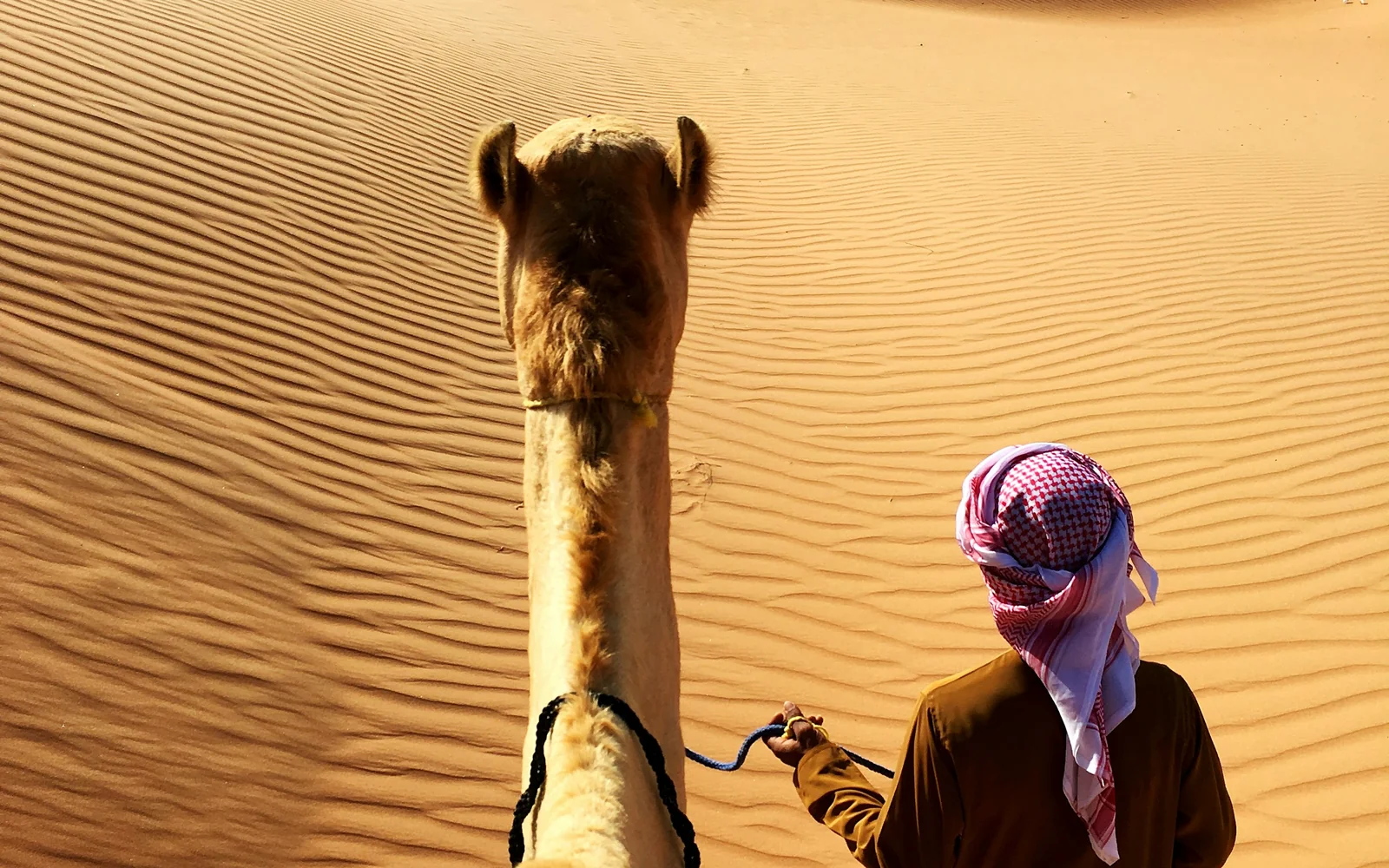 Person walking beside a camel in the Wahiba Sands desert, Oman