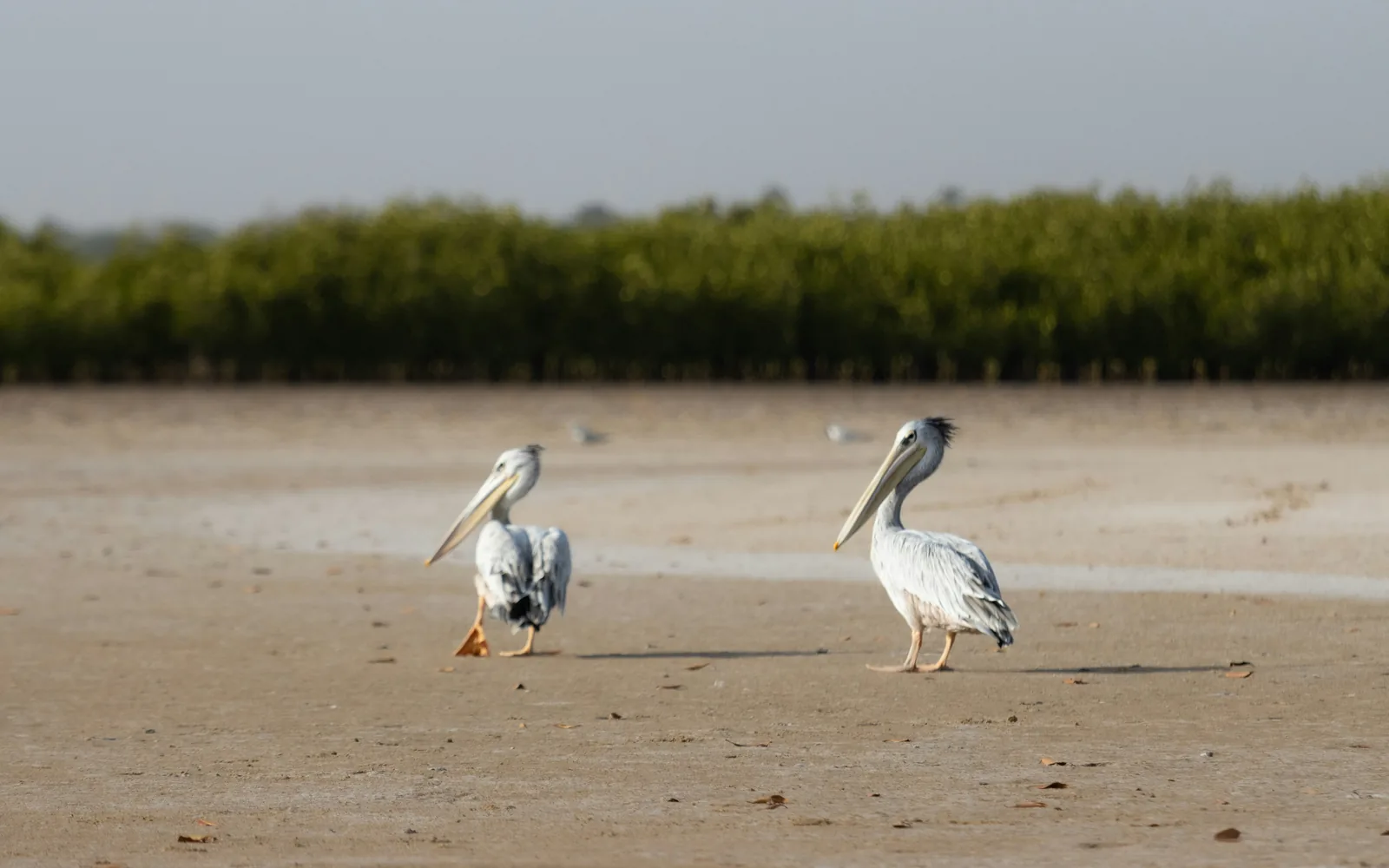 Senegal — landscape view