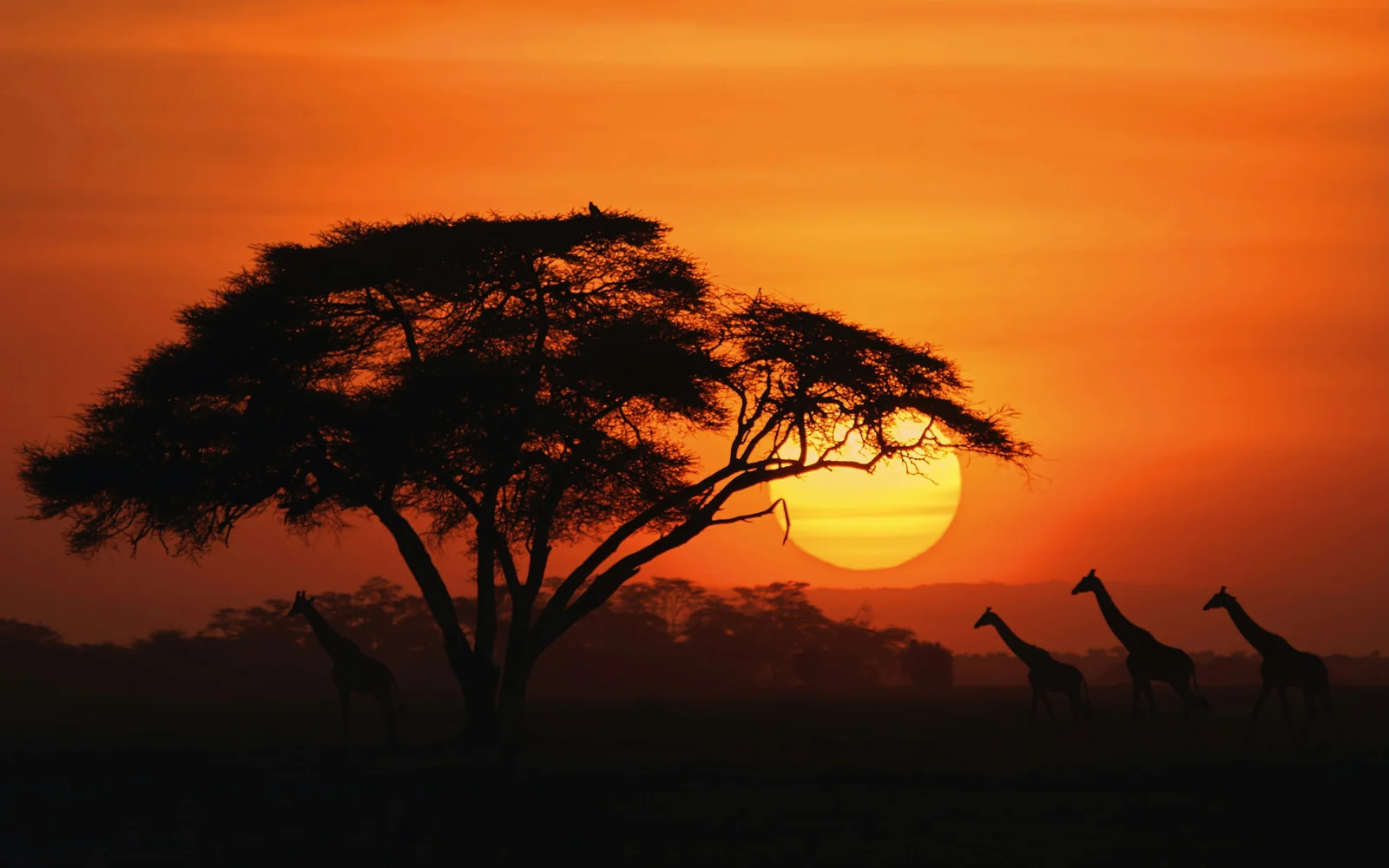 Acacia tree and giraffes silhouetted against an African sunset