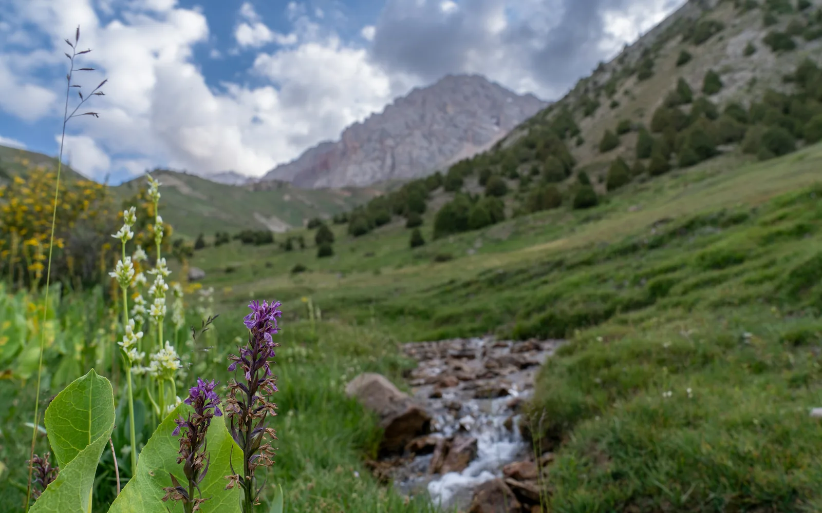 White and purple orchids next to a stream in front of the mountains.